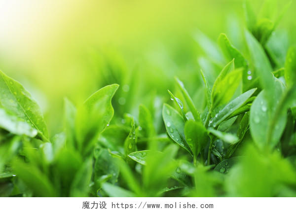 雨后绿色茶叶新鲜茶叶新茶绿叶树叶传统二十四节气24节气谷雨